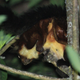 Image for article titled Adorable New Species of Flying Squirrel Discovered in China